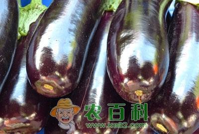 亚灌木植物茄子什么时候育苗？怎么育苗？种一亩大约需要投资多少钱？