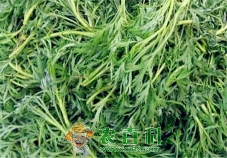 “减肥、降压菜”柳蒿怎么吃?和什么吃有毒?有这9大功效与作用!
