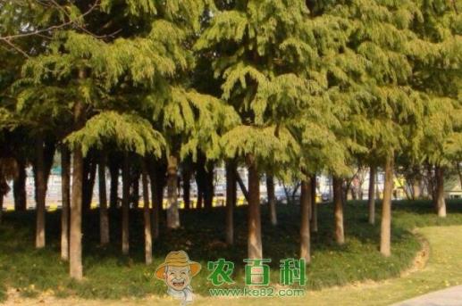 半常绿的中山杉小苗价格多少钱一棵？扦插技术有哪些？园林种植前景如何？