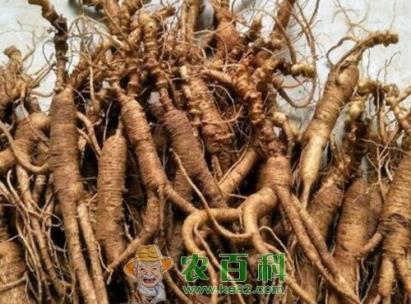 “百草之王”人参种子一般多久发芽？什么时候种植比较好？有哪些功效及作用？