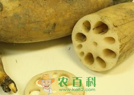 莲藕种植施肥时需要注意些什么?什么时候开始施肥?怎样防治病害?