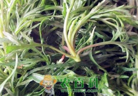 “减肥、降压菜”柳蒿怎么吃?和什么吃有毒?有这9大功效与作用!