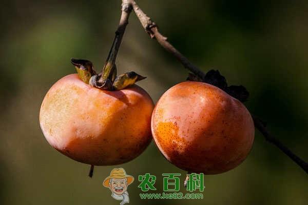 又到植树节，农村庭院种什么树好？