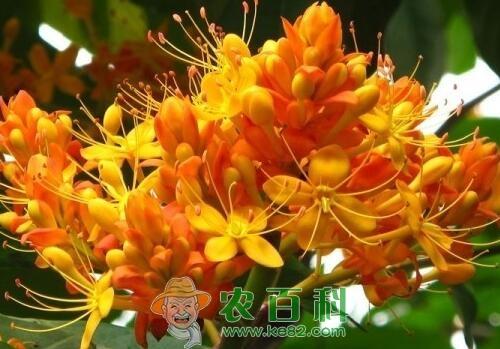 “佛教圣树”无忧树种子价格大约多少钱一斤？怎么种植？什么时候开花？花语是什么？