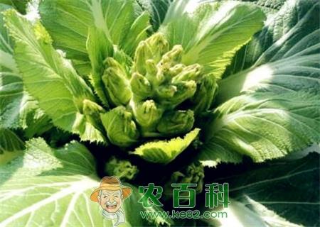 儿菜什么时间播种?种植后多久成熟?(附种植技术)