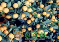 四季桔怎么种植（一年长几次果实）