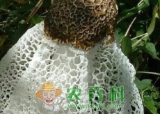 “草八珍”之一竹荪价格多少钱一斤（什么时间种植好）