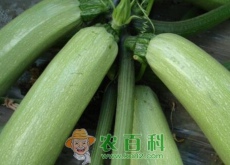 蔓生草本西葫芦是蒲瓜吗？几月种（怎么种）