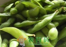 青毛豆批发价多少钱一斤？从播种到发芽要多久（附夏季栽培技术）