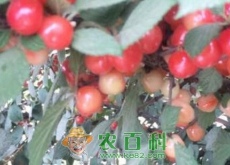 毛樱桃怎样种植（有哪些功效及作用）