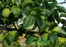 （樱桃李)李子树种植几年结果（主要价值有哪些）