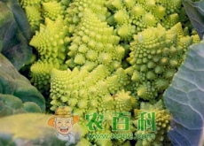 蔬菜佳品“罗马花椰菜”市场价格多少钱一斤（附栽培技术）