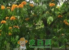“佛教圣树”无忧树