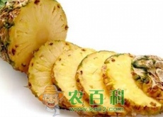 吃菠萝会上火吗（几月成熟）