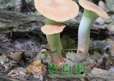 “蘑菇王”杏鲍菇出菇时间该如何控制（怎么种高产!这些种植要点你要注意）
