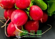 水果萝卜种植技术（～今年种什么品种好（什么时候收）