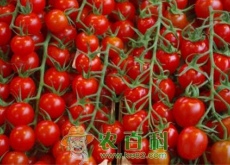 一年生草本植物圣女果批发价多少钱一斤（怎么种）