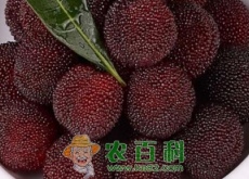 晚熟品种东魁杨梅好吃吗(什么时候种植) 晚熟品种东魁杨梅好吃吗(什么时候种植)