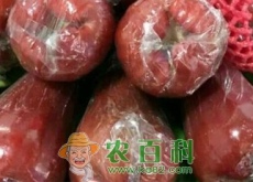 北方室内莲雾种植技术有哪些（如何挑选）