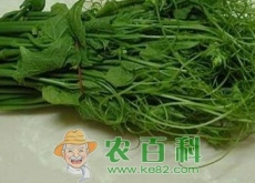 “野生名菜”龙须菜长什么样子（它有什么功效作用）