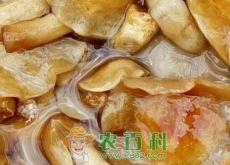 滑子菇价格多少钱一斤（有哪些功效及作用）