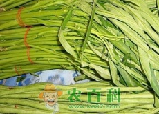 夏季蔬菜“空心菜（蕹菜）”什么时间种植？