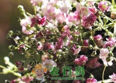 满天星一般多少钱一束？叶子发黄干枯怎么办（花语是什么）