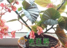 竹节海棠花苗价格多少钱一棵(什么时候开花) 竹节海棠花苗价格多少钱一棵(什么时候开花)