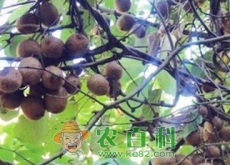 纯天然绿色水果野生猕猴桃几月份成熟(怎么区分)