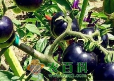 黑番茄种子价格多少钱一斤（黑番茄是转基因的吗）