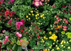 荷兰菊种子价格多少钱一斤(如何养殖) 荷兰菊种子价格多少钱一斤(如何养殖)