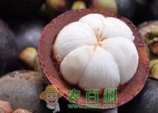 山竹的这些功效作用你都清楚吗！应该怎么挑选和吃？