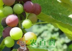 无核葡萄怎么管理？
