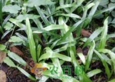 石韦价格多少钱一斤（怎么吃）