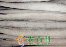 带鱼（鱽鱼）批发价格多少钱一斤？可以人工养殖吗（附最新价格行情）