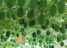 葫芦科冬瓜种子种植方法有哪些（不能与什么同吃）