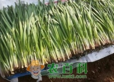别名壮阳草的韭菜种子种植方法有哪些（不能和什么一起吃）