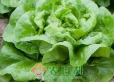 奶油生菜价格多少钱一斤（怎么做好吃）