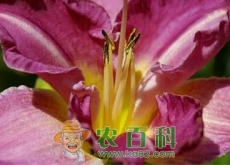 种植食用玫瑰前景如何(附种植技术) 种植食用玫瑰前景如何(附种植技术)