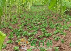 烤烟如何套种豌豆? 烤烟如何套种豌豆?