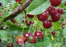 “百果第一枝”的樱桃有哪些品种（樱桃是樱花的果实吗）