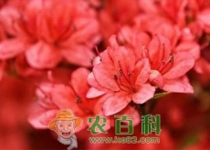 五桠果亚纲杜鹃花家庭阳台盆栽养殖方法有哪些(叶子干枯怎么办)