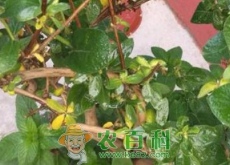 金银花通常一年开几次花（虫害如何防治）