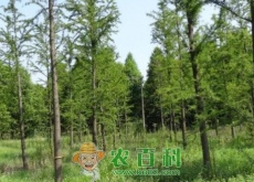 半常绿的中山杉小苗