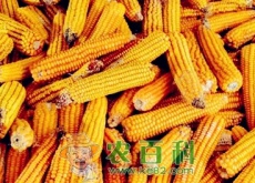 下半年大豆、玉米价格预测（价格上升概率较大）