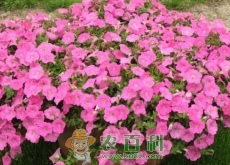 茄科矮牵牛一般什么