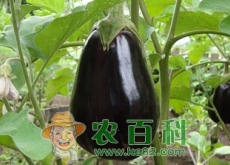 亚灌木植物茄子什么时候育苗（种一亩大约需要投资多少钱）