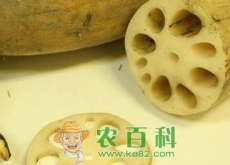 莲藕种植施肥时需要注意些什么（怎样防治病害）