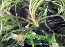 “减肥、降压菜”柳蒿怎么吃（有这9大功效与作用）