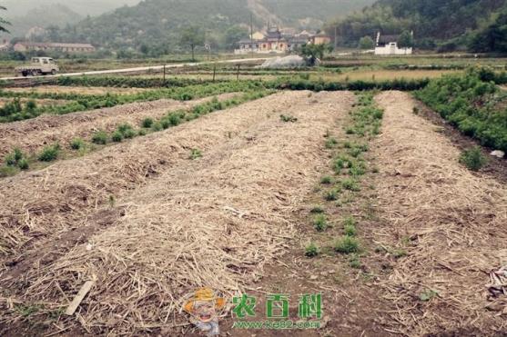 关于蚯蚓养殖不得不说的事之二
